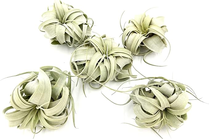 ragnaroc Air Plants - Tillandsia Xerographica, Small 2-3” - 5ct - Live Arrival Gauranteed - House Plants for Home Decor & Gift