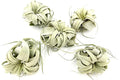 ragnaroc Air Plants - Tillandsia Xerographica, Small 2-3” - 5ct - Live Arrival Gauranteed - House Plants for Home Decor & Gift