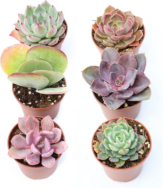 Colorful Succulents 6 Pack - Assorted 2 Inch - Live Succulent Plants - Fully Rooted Succulents