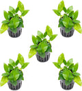 SubstrateSource Anubias Live Aquarium Plants - Potted Freshwater Plant for Fish Tanks, Terrariums - Beginner Friendly Low Light (Nana Golden, 5 Pots)