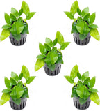 SubstrateSource Anubias Live Aquarium Plants - Potted Freshwater Plant for Fish Tanks, Terrariums - Beginner Friendly Low Light (Nana Golden, 5 Pots)