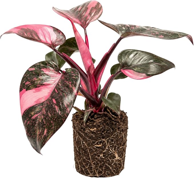 Philodendron Plant Live, Rare Variegated Philodendron Houseplant for Planting, Home Office Decor 4 to 8 Inches (Pink Variegated)
