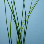 Water Onion Dwarf (Zephyranthes Candida) – Live Bare Root Aquatic Pond Plant – Hardy White Flowering Marginal – 1, 3 or 5 Pack – Grown in USA by CANTON AQUATICS (1)