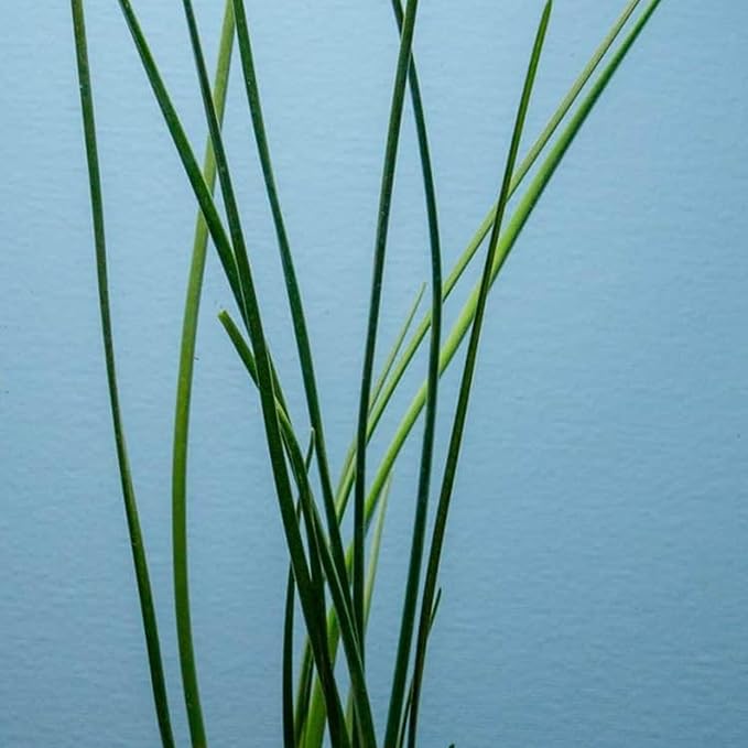 Water Onion Dwarf (Zephyranthes Candida) – Live Bare Root Aquatic Pond Plant – Hardy White Flowering Marginal – 1, 3 or 5 Pack – Grown in USA by CANTON AQUATICS (1)