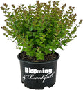 Blooming & Beautiful - Rose Creek Abelia - 3 gal - Semi-Evergreen Shrub - Green Foliage - Fragrant Pinkish-White Flowers - Summer to Fall - Zones 6-9 - Abelia x grandiflora 'Rose Creek' - 3 Gallon Pot