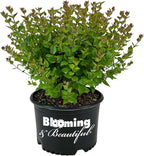 Blooming & Beautiful - Rose Creek Abelia - 3 gal - Semi-Evergreen Shrub - Green Foliage - Fragrant Pinkish-White Flowers - Summer to Fall - Zones 6-9 - Abelia x grandiflora 'Rose Creek' - 3 Gallon Pot