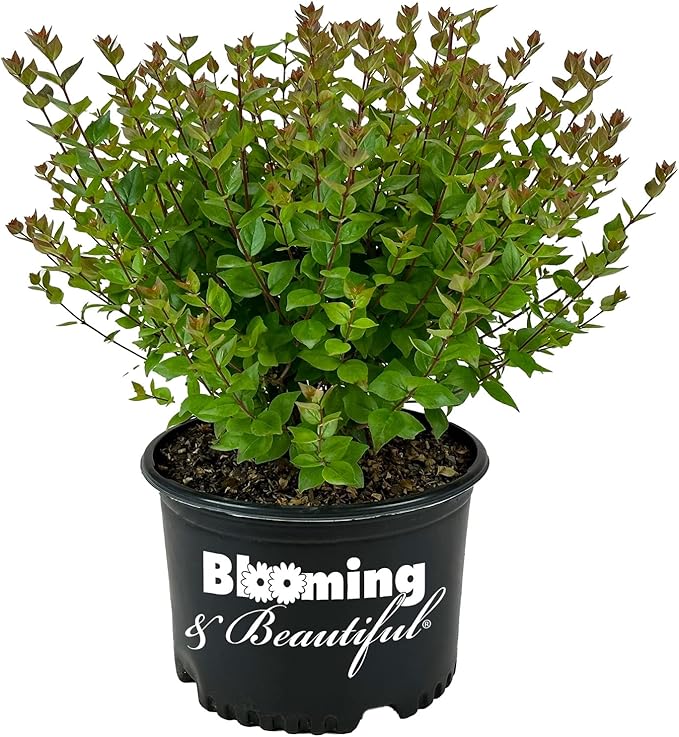 Blooming & Beautiful - Rose Creek Abelia - 3 gal - Semi-Evergreen Shrub - Green Foliage - Fragrant Pinkish-White Flowers - Summer to Fall - Zones 6-9 - Abelia x grandiflora 'Rose Creek' - 3 Gallon Pot
