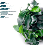 SubstrateSource Anubias Live Aquarium Plants - Potted Freshwater Plant for Fish Tanks, Terrariums - Beginner Friendly Low Light (Nana Petite, 5 Pots)