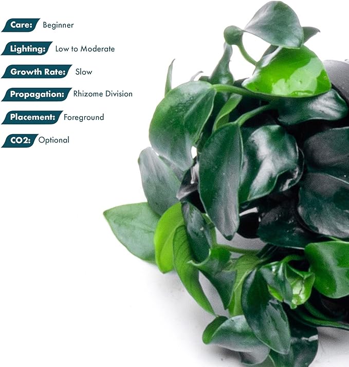 SubstrateSource Anubias Live Aquarium Plants - Potted Freshwater Plant for Fish Tanks, Terrariums - Beginner Friendly Low Light (Nana Petite, 3 Pots)