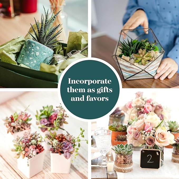 Shop Succulents Assorted Succulent Plant Pack Collection - Live Mini Succulent Plants, Low Maintenance, Mixture of Colors & Textures - Wedding and Party Favors, Gift & Garden, Pack of 100