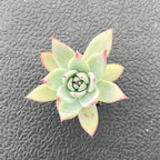 Live Succulent Echeveria 'Brandtii', 2 Inch Fully Rooted Potted Plant, Easy Care & Drought Tolerant, Indoor Houseplant for Home Decor