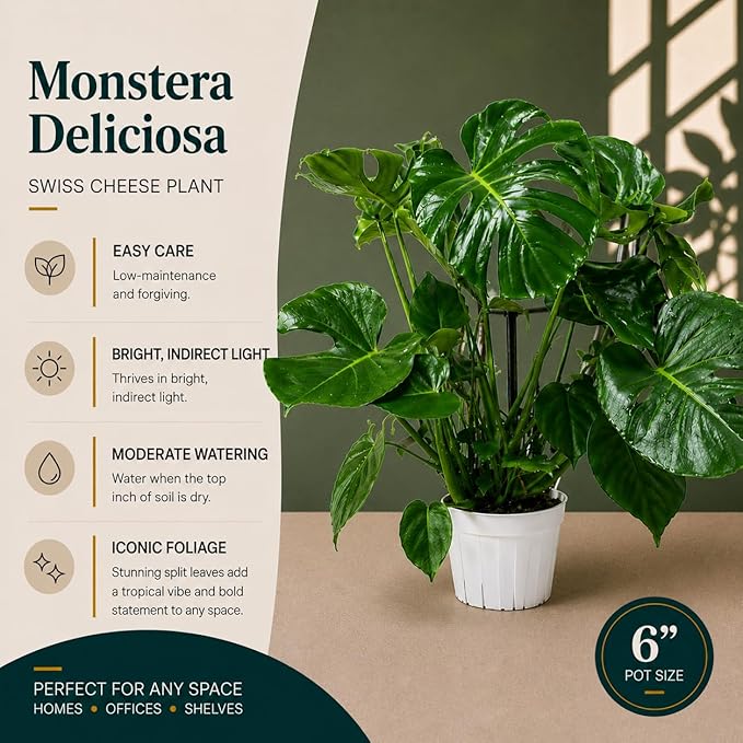 Large Monstera Deliciosa Live Plant, Monstera Plant Live, Swiss Cheese Plant, Tropical House Plant, Indoor Plant, Live Houseplants for Home Decor and Office Decor