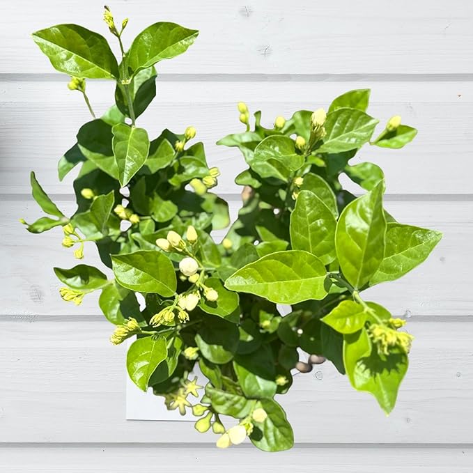Live Jade Sambac Plant in 6" Pot - Rare Fragrant Jasmine Variety, Easy Care Tropical Houseplant for Home Decor, Gardens, and Unique Gifts (Heat Pack Included)