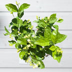Live Jade Sambac Plant in 6" Pot - Rare Fragrant Jasmine Variety, Easy Care Tropical Houseplant for Home Decor, Gardens, and Unique Gifts (Heat Pack Included)
