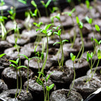 MAQIHAN 100PCS Peat Pellets for Seedlings - 30MM Seed Starter Pellets Peat Pods for Starting Seeds Garden Soil for Planting Transplanting Growing Garden Flower