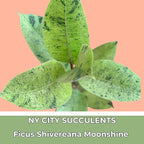Ficus Shivereana Moonshine Rare Variety Variegated Plants Live Fully Rooted Houseplant for Home Office Wedding Decorations, Birthday Gift, Mother's Day (Heat Pack Included)