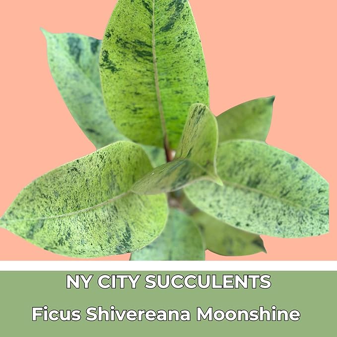 Ficus Shivereana Moonshine Rare Variety Variegated Plants Live Fully Rooted Houseplant for Home Office Wedding Decorations, Birthday Gift, Mother's Day (Heat Pack Included)
