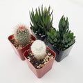 Succulent Plants (4 Pack), Live Succulents Fully Rooted in 2" Grower Pots, Unique Potted House Plant for DIY, Home Decor, Wedding Party Favor (Haworthia + Cactus)