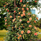 298+ Rare Tree Orange Rose Seeds for Planting Outdoors,Fragrant Rambling Climbing Trees Rose Seeds Non-GMO Heirloom,Rose Flowers Seed for Fence and Archway,Repeat Flowering Disease Resistant