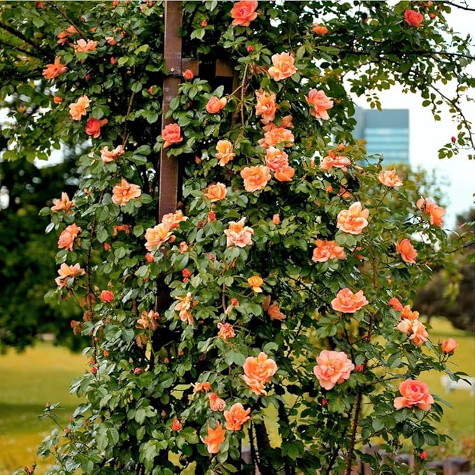 298+ Rare Tree Orange Rose Seeds for Planting Outdoors,Fragrant Rambling Climbing Trees Rose Seeds Non-GMO Heirloom,Rose Flowers Seed for Fence and Archway,Repeat Flowering Disease Resistant