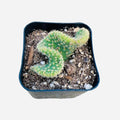 Live Succulent Cactus Plants (2" Opuntia Microdasy Golden Swirl Monstrose)