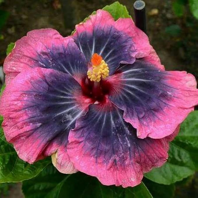 200+ Mixed Hibiscus Flower Seeds for Planting - Fresh Perennial Exotic Plant Bonsai Seeds for Multi-Colored Hibiscus