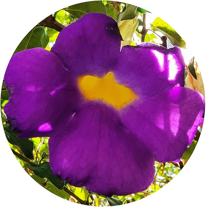 Kings Mantle - Thunbergia erecta - Live Shrub Plant - Vivid Purple Yellow Flower -Emerald Goddess Gardens - Starter Sz 4 Inch Pot