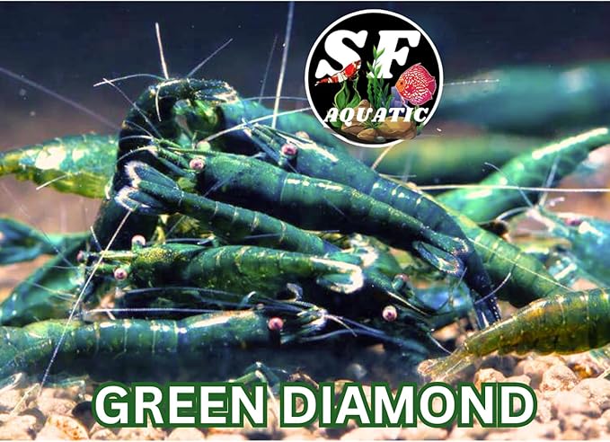 SF Aquatic™ 10 Green Diamond High Grade Neocaridina Live Freshwater Aquarium Shrimps Fully Mature Breeding Age. Live Arrival Guarantee.