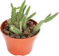 Rat Tail Succulent - 4" from California Tropicals
