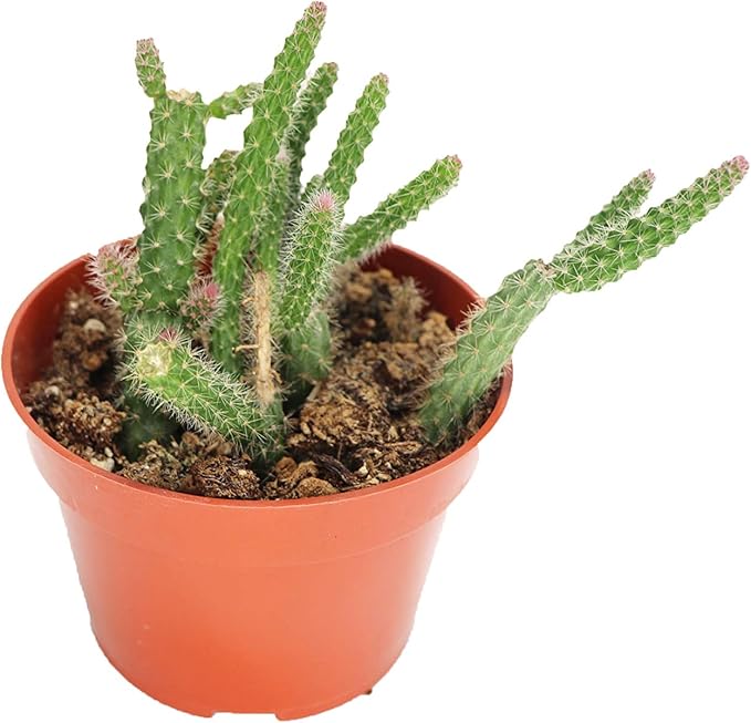 Rat Tail Succulent - 4" from California Tropicals