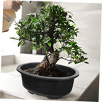 Angoily Bonsai Pots, 2PCS Bonsai Training Pot, 15 Inch Tree with Drainage Tray, Deep Oval Planter for Desktop, Garden, Balcony, Plastic Asian Tall Training