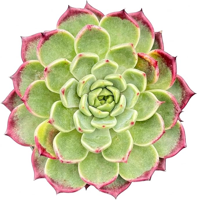 Live Succulents Echeveria 'Night' (4-inch), Succulent Plants Fully Rooted in Pots with Soil, Easy-Care House Plant for DIY, Home Office Decor, Wedding Party Favor