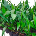 Aspidistra Elatior Cast Iron Plant, Live Indoor Evergreen Houseplant, Large Dark Green Foliage, Low Light Tolerant, Potted Garden Plant (3 Gallon/Potted/Set of Two)