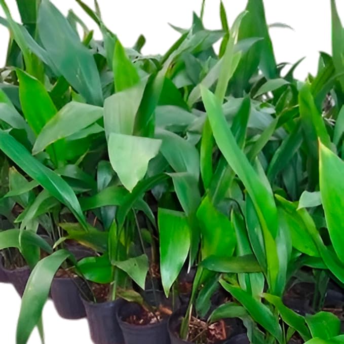 Aspidistra Elatior Cast Iron Plant, Live Indoor Evergreen Houseplant, Large Dark Green Foliage, Low Light Tolerant, Potted Garden Plant (3 Gallon/Potted/Set of Two)