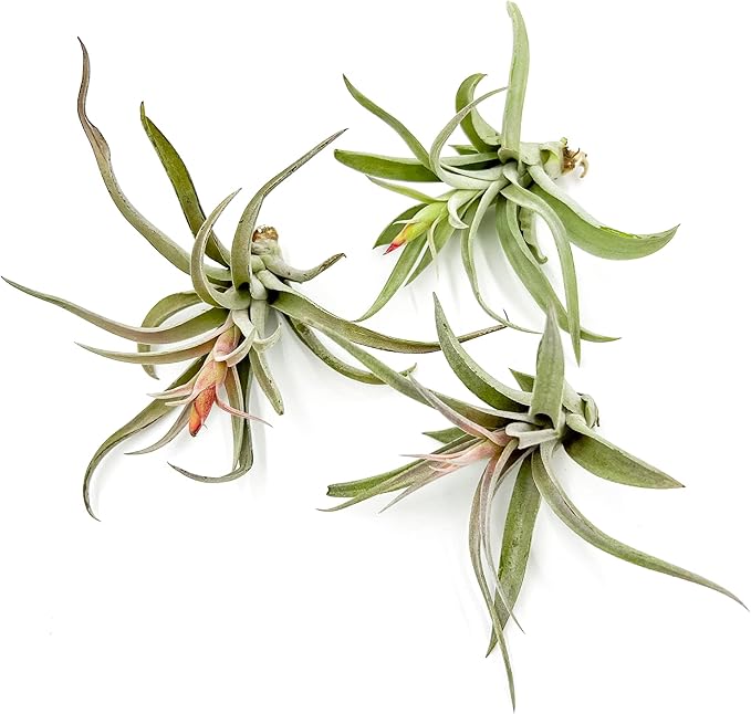 ragnaroc Air Plants - Flowering Tillandsia Harrisii, Large 3-5" - 3ct - Live Arrival Guaranteed - House Plants for Home Decor & Gift