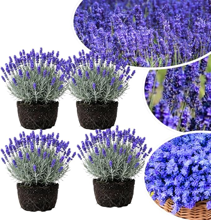 4 Lavender Plants Live Starter Plants 4-6" in Tall, Hardy Perennial Lavender for Garden and Landscape with Fragrant Purple Blooms, No Pot (Random)