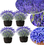 4 Lavender Plants Live Starter Plants 4-6" in Tall, Hardy Perennial Lavender for Garden and Landscape with Fragrant Purple Blooms, No Pot (Random)