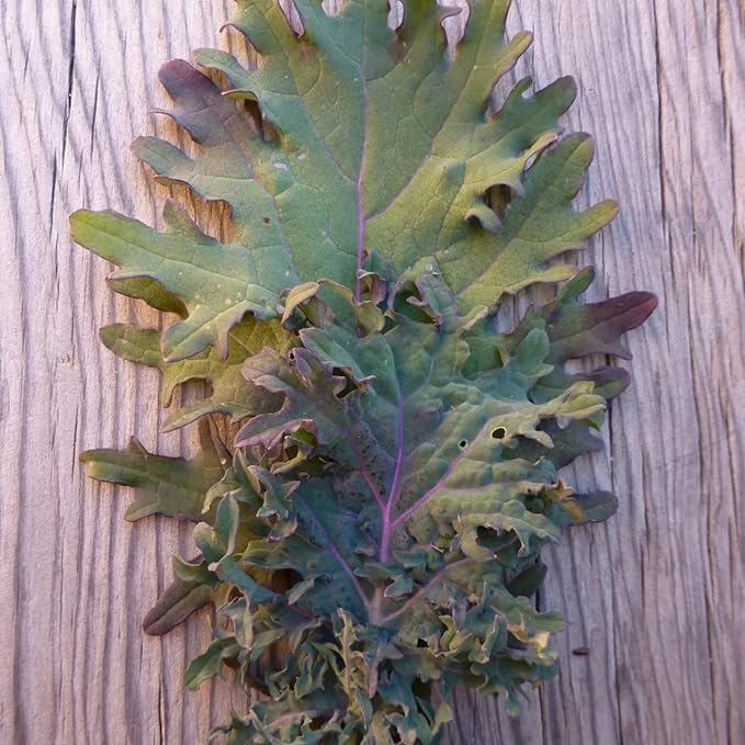 Gaea's Blessing Seeds - Kale Seeds - Red Russian - Non-GMO Seeds with Easy to Follow Planting Instructions - Open Pollinated - Untreated - 94% Germination Rate