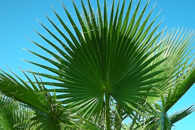 Seeds California Fan Palm Washingtonia Nicanora Rare Indoor Perennial Tree