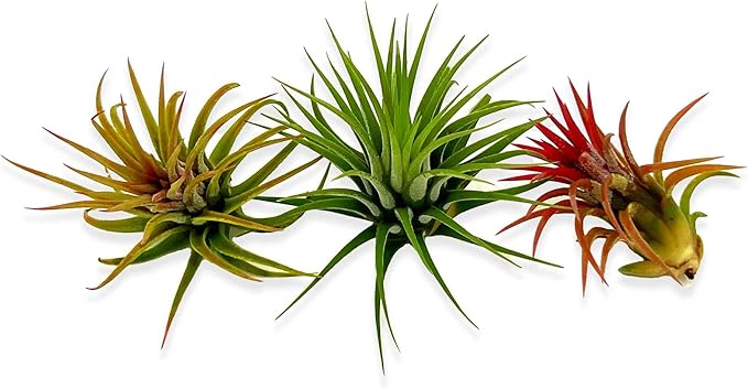 ragnaroc Air Plants Bulk - Tillandsia Ionantha Wholesale Pack, Regular 1-3" - 50ct - Live Arrival Guaranteed - House Plants for Home Decor & Gift