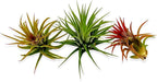 ragnaroc Air Plants Bulk - Tillandsia Ionantha Wholesale Pack, Regular 1-3" - 50ct - Live Arrival Guaranteed - House Plants for Home Decor & Gift
