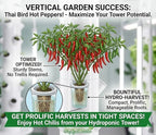 HipGirl Asian Culinary Herb & Spice Seed Bundle: Thai Bird Hot Chili Pepper (100mg) & Green Perilla Shiso Seeds (200ct) | Non-GMO Heirloom Seeds for Indoor, Outdoor, & Hydroponic Gardening