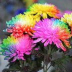400+ Exotic Rainbow Chrysanthemum Seeds Hardy Garden Flower Seeds - Rare Ground Cover Plant Landscape for Garden Outdoor