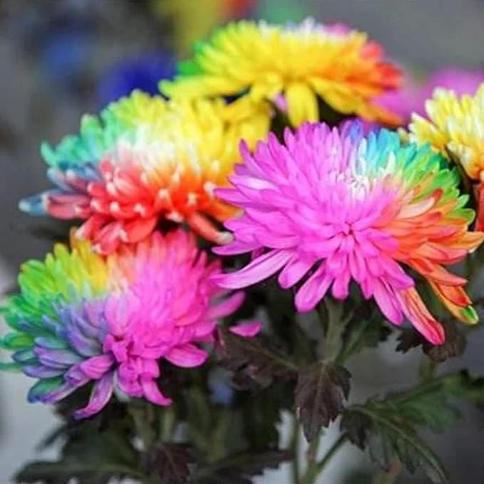 400+ Exotic Rainbow Chrysanthemum Seeds Hardy Garden Flower Seeds - Rare Ground Cover Plant Landscape for Garden Outdoor