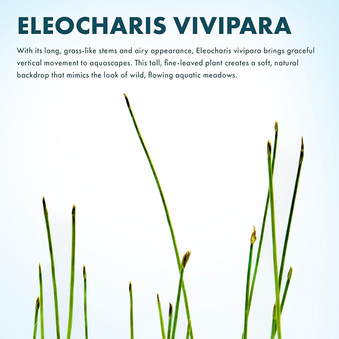 SubstrateSource Live Aquarium Stem Plants - Freshwater Aquatic Plant for Fish Tanks, Aquascaping - (Eleocharis Vivipara, 1 Bunch)