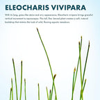 SubstrateSource Live Aquarium Stem Plants - Freshwater Aquatic Plant for Fish Tanks, Aquascaping - (Eleocharis Vivipara, 1 Bunch)