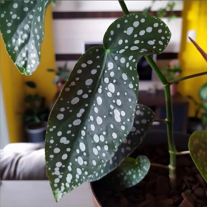 Trailing Begonia Plant Live, Rare Begonias Live Plant, 4-8 Inc Starter Indoor Outdoor Houseplant (Dot Angel Wing Begonia)