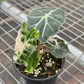 Alocasia Amazonica Pink Variegated Live Plant | Alocasia Polly Pink Corm Rooted | Indoor House Plants Gift | Cutting Outdoor Houseplant Sale (Heat Pack Included)