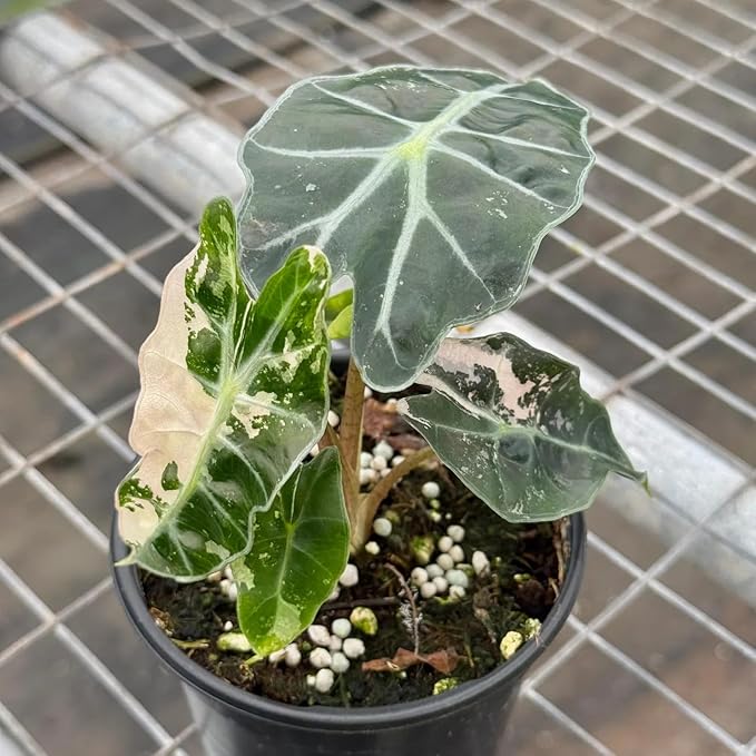 Alocasia Amazonica Pink Variegated Live Plant | Alocasia Polly Pink Corm Rooted | Indoor House Plants Gift | Cutting Outdoor Houseplant Sale (Heat Pack Included)
