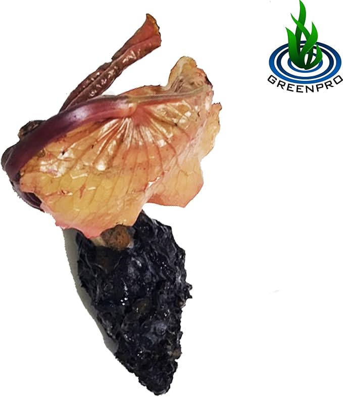 (Nymphaea Yonglap Hybrid) Tropical Water Lily Tuber Live Aquatic Plants for Freshwater Fish Pets Pond Balcony Decorations by Greenpro